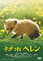 遭遇率100%?北海道の北きつね事情を5分で解説