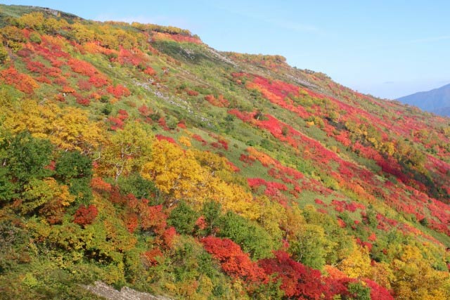 鮮やかなライトアップもあり!北海道の紅葉、ベストシーズンの予測や見頃を紹介!