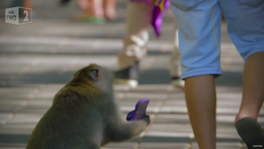 バリ島のサルは観光客から盗んだスマホを担保に「ゆすり」をすることが判明