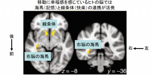 幸せの鍵は新しい場所!人の脳は「移動」を快楽と捉えていた