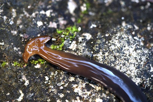 切断しても死なない「不滅の生物」がアメリカで増殖中、”切った数だけ増える”能力を持つ