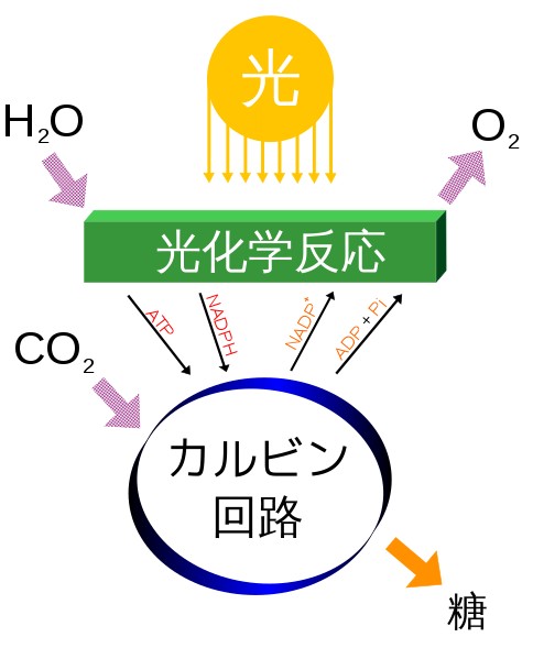太陽光で二酸化炭素を燃料に! トヨタが「人工光合成」の最高効率を更新