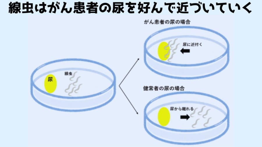 線虫の鋭い嗅覚が尿の「匂い」からすい臓がんを早期発見する可能性が示される