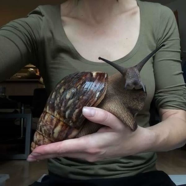 日本ではありえない巨大すぎる世界の動物10選