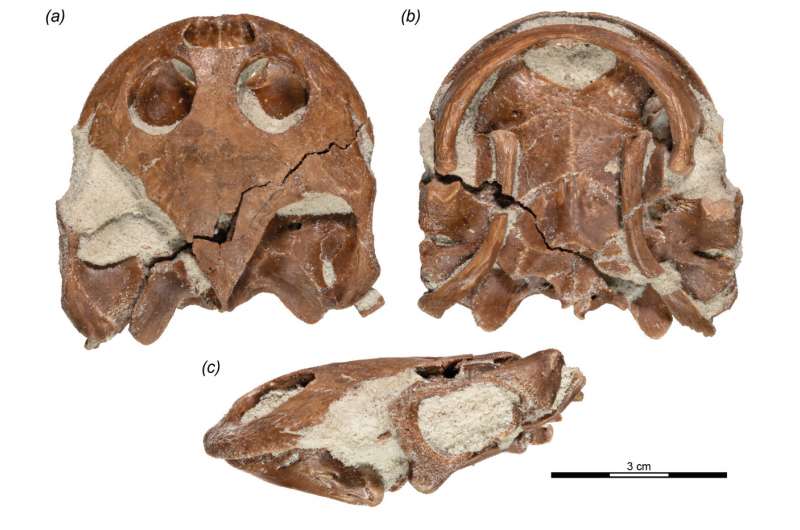 1億年前の「顔だけカエルの古代ガメ」を発見!食事は丸呑み(マダガスカル)