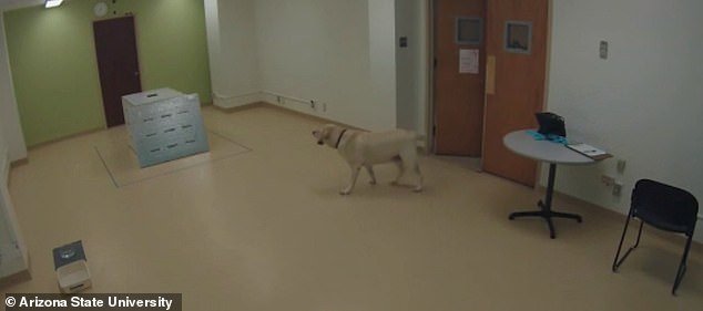 犬は「飼い主を助けたい」と思っていることが証明される! やっぱり犬は人に”やさしい”パートナーだった