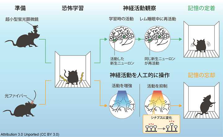 悪夢を見るのは”脳の再生”が原因だと判明