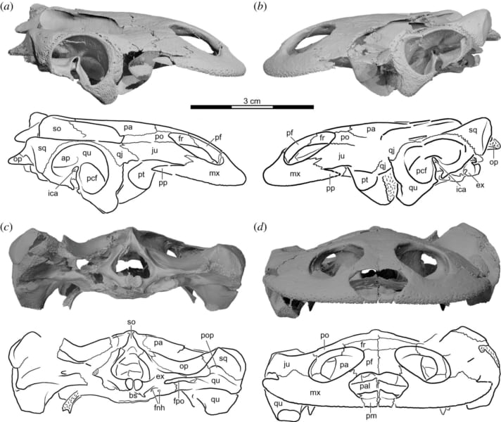 1億年前の「顔だけカエルの古代ガメ」を発見!食事は丸呑み(マダガスカル)