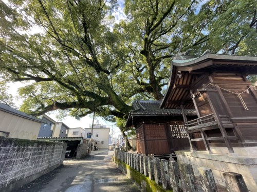 【くまもとの巨木】「菅原神社の大楠」は黒髪の住宅街に枝を広げる巨木