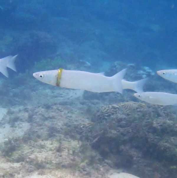 奇跡!海に落とした「結婚指輪」をはめた白魚が見つかる(オーストラリア)