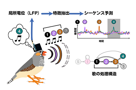 脳波から「鳥が考えている歌声」を予測することに成功