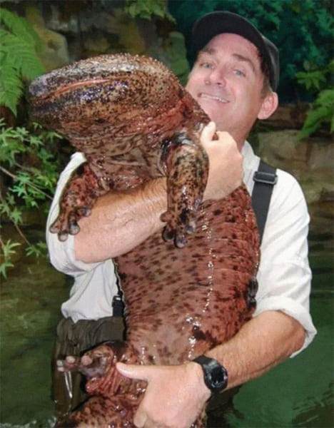 日本ではありえない巨大すぎる世界の動物10選