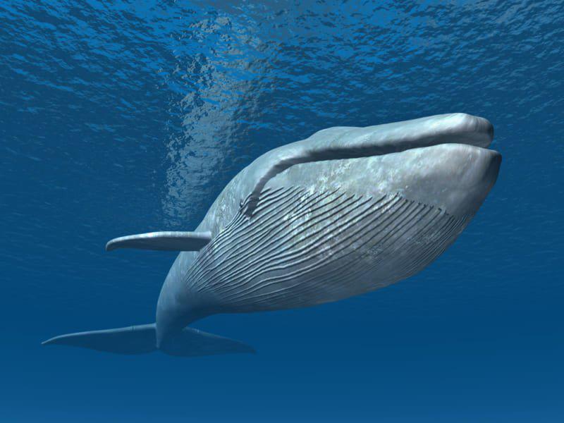 世界でもっとも口が伸びる生き物は?
