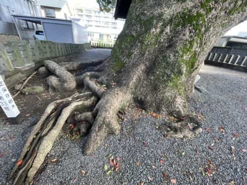 【くまもとの巨木】「菅原神社の大楠」は黒髪の住宅街に枝を広げる巨木