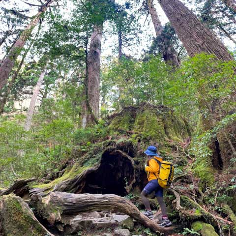 屋久島の世界遺産「縄文杉」!おすすめのトレッキングコースや見どころ・アクセス方法を紹介