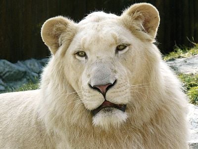 現存する「世界唯一の白キリン」が神秘的、GPSを装着し密猟者対策もバッチリ(ケニア)