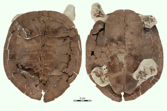 1億年前の「顔だけカエルの古代ガメ」を発見!食事は丸呑み(マダガスカル)