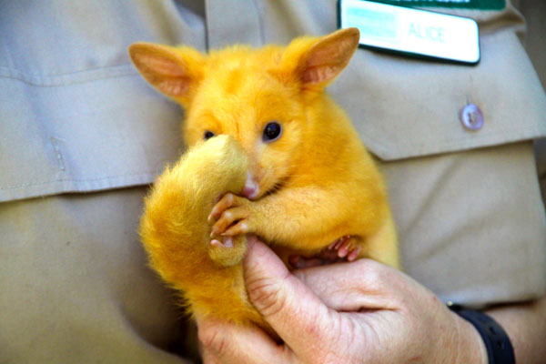 ピカチュウそっくりな謎の動物がゲットされる! 黄色く輝く「ネズミ」の正体は?