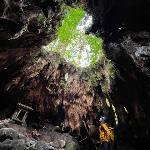 屋久島の世界遺産「縄文杉」!おすすめのトレッキングコースや見どころ・アクセス方法を紹介