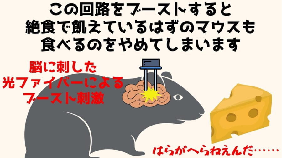 食事の「やめどき」を制御する脳の神経回路が見つかる、破壊すると太り続けると判明