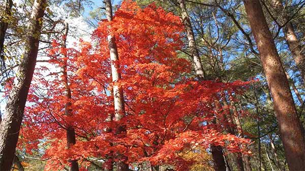 休日にフラっと行ける、埼玉の紅葉スポット9選!ドライブにピッタリな穴場もご紹介!