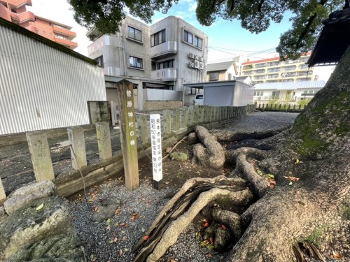 【くまもとの巨木】「菅原神社の大楠」は黒髪の住宅街に枝を広げる巨木