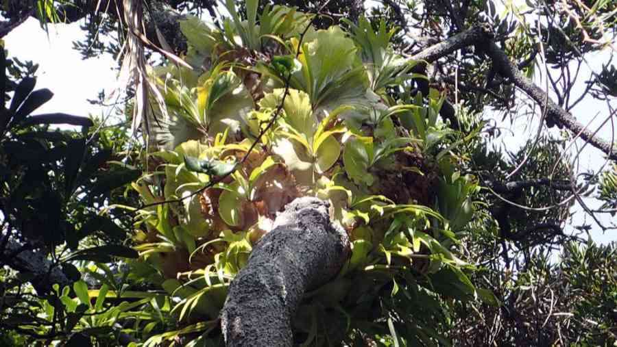 動物でしか見られない「真社会性を持つ植物」を発見?