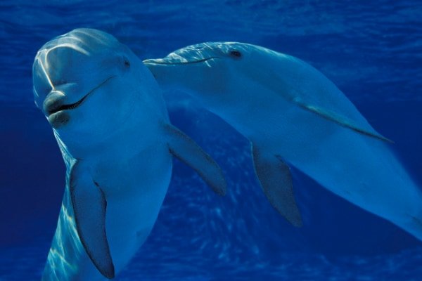 細胞をたくさん持つクジラが「がん」にならない理由を解明! 人間の治療にも役立つ発見