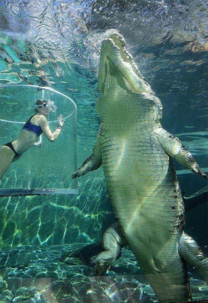 日本ではありえない巨大すぎる世界の動物10選