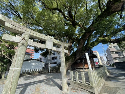 【くまもとの巨木】「菅原神社の大楠」は黒髪の住宅街に枝を広げる巨木