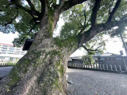 【くまもとの巨木】「菅原神社の大楠」は黒髪の住宅街に枝を広げる巨木