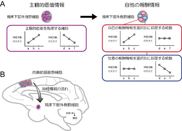 つい「他人が持ってるもの」が気になってしまう脳の仕組みが解明される