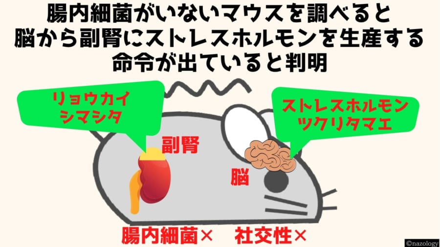 腸内細菌を持たないマウスが「ボッチ」になる理由が明らかに