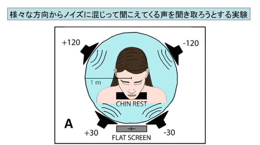 人は興味のある音を聞くとき「誰でも耳をピクピクできる」と判明! 制御する脳領域が神経化石として残っていた!