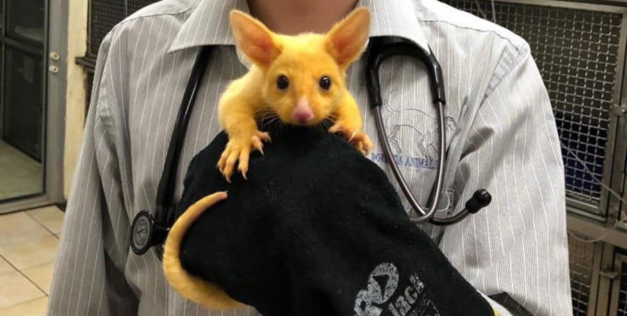 ピカチュウそっくりな謎の動物がゲットされる! 黄色く輝く「ネズミ」の正体は?