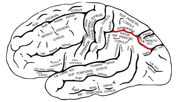 数学の能力は「脳内物質の濃度で変化する」と明らかに!