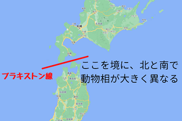 かつて本州に生息していた巨大なヒグマのルーツが明らかになる