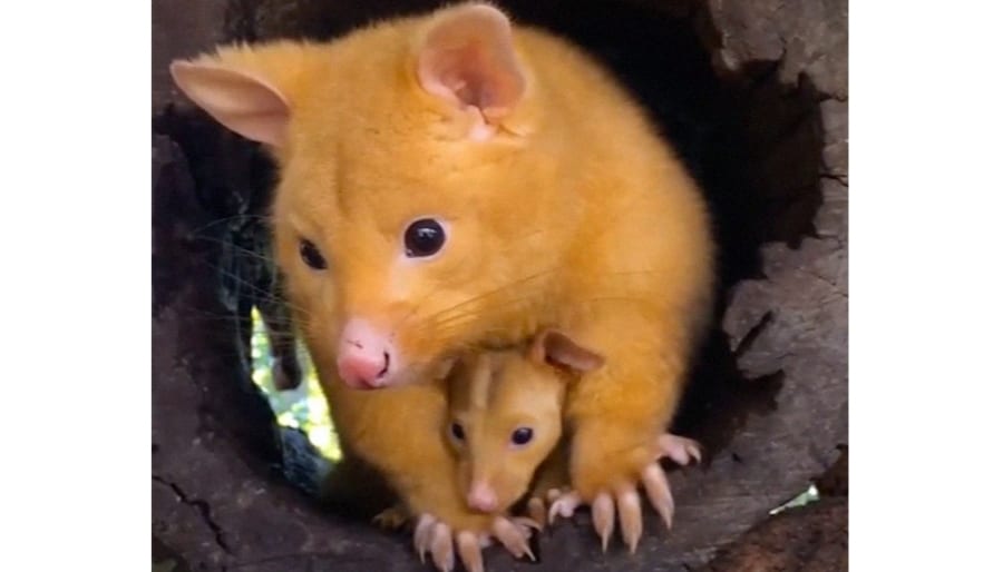 ピカチュウそっくりな謎の動物がゲットされる! 黄色く輝く「ネズミ」の正体は?