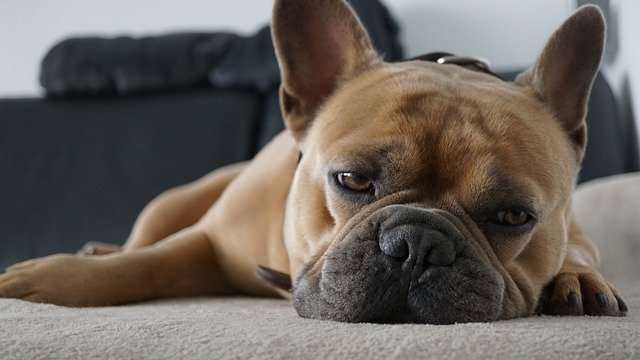 “チョコレートが犬にとって猛毒”なのは、なぜ? 「チョコレート中毒」の原因物質とは