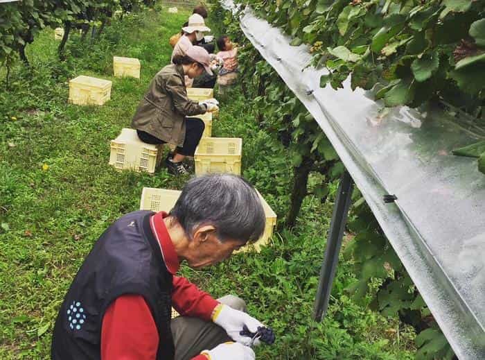 収穫体験でワインをより身近に!
