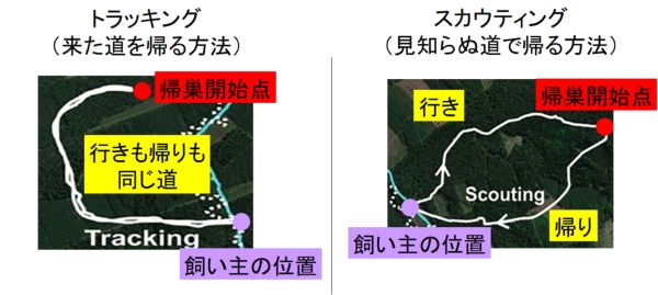 犬は「地磁気」を感知して家に帰ることができると判明