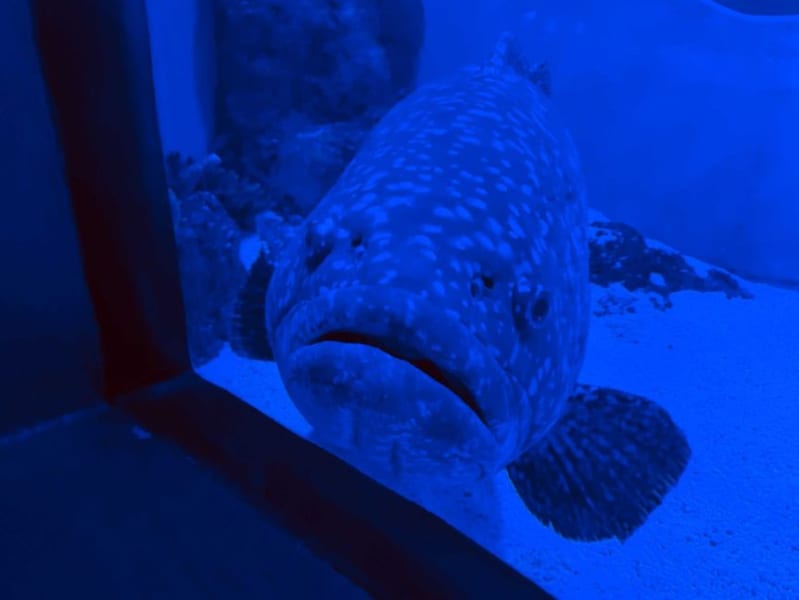 人に会えなくなった水族館の魚たちに次々と「うつ症状」が出始める
