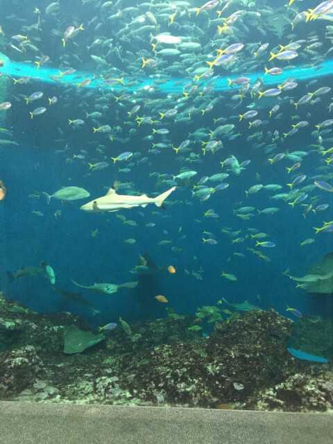 南房総のおすすめ観光スポット8選!皇室献上のびわや一面のお花畑、新鮮な魚介を満喫しよう♪