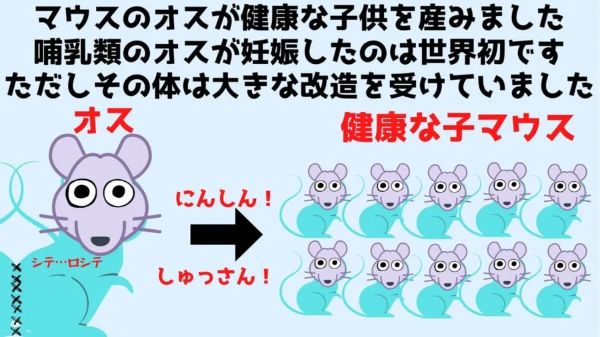 2.メスと体を縫い合わせ「子宮移植されたオスマウス」が出産成功