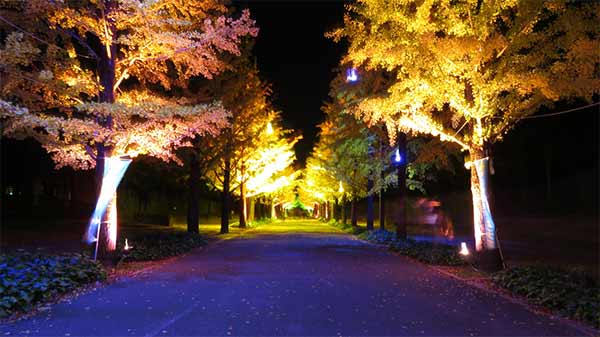 休日にフラっと行ける、埼玉の紅葉スポット9選!ドライブにピッタリな穴場もご紹介!