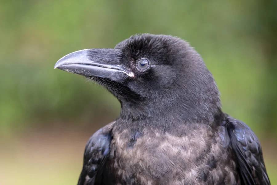 カラスは「ゼロの概念」を理解できると明らかに