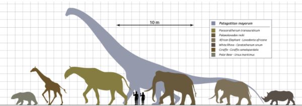 2650万年前の「モンスター級の巨大サイ」が新たに見つかる、地上最大の哺乳類か