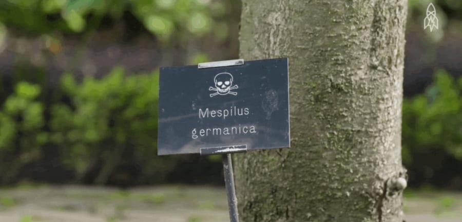 気絶する客も…世界一危険な「殺人植物園」とは
