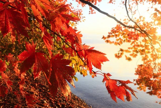 鮮やかなライトアップもあり!北海道の紅葉、ベストシーズンの予測や見頃を紹介!