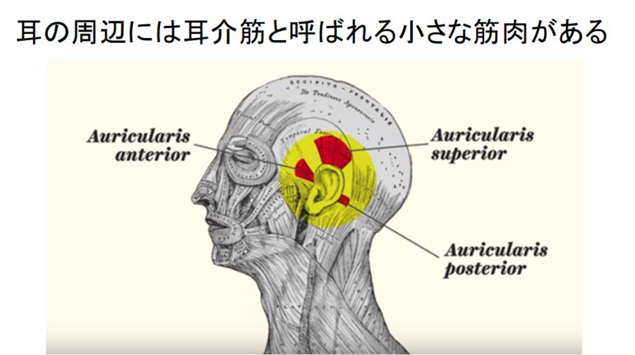 人は興味のある音を聞くとき「誰でも耳をピクピクできる」と判明! 制御する脳領域が神経化石として残っていた!